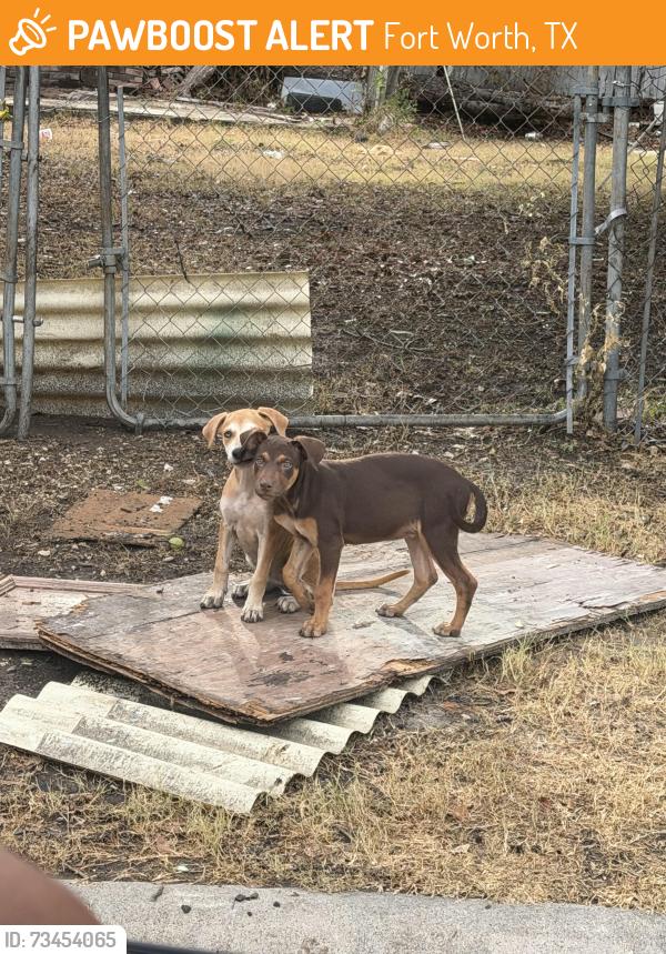 Found/Stray Unknown Dog last seen Near NE 36th St Fort Worth, TX 76106 United States, Fort Worth, TX 76106