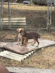 Found/Stray Unknown Dog last seen Near NE 36th St Fort Worth, TX 76106 United States, Fort Worth, TX 76106