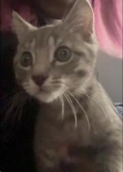 Lost Male Cat last seen Walmart Supercenter #273 100 Interchange Dr, Fulton, MS 38843, Fulton, MS 38843