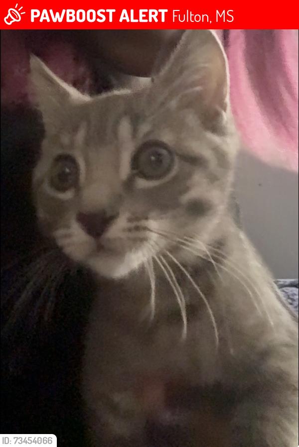 Lost Male Cat last seen Walmart Supercenter #273 100 Interchange Dr, Fulton, MS 38843, Fulton, MS 38843