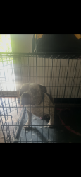 Lost Female Dog last seen Brass Mill Nall, Waterbury, CT 06702