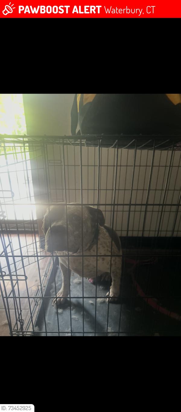Lost Female Dog last seen Brass Mill Nall, Waterbury, CT 06702