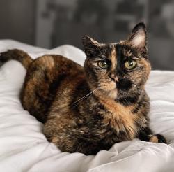Lost Female Cat last seen SE Tudor Way x 14th Ave SE, Kinder Park area, possible sighting near Albany Public Library, Albany, OR 97322