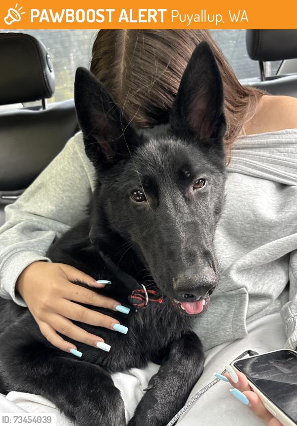 Found/Stray Male Dog last seen Construction Storage Unit, Auto Service, back roads and neighborhoods, Puyallup, WA 98446