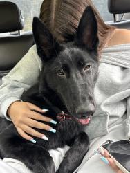 Found/Stray Male Dog last seen Construction Storage Unit, Auto Service, back roads and neighborhoods, Puyallup, WA 98446