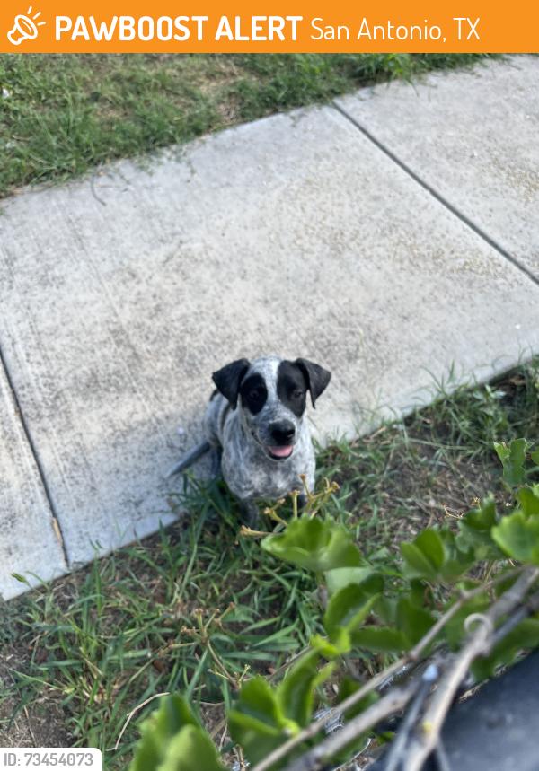 Found/Stray Male Dog last seen New Braunfels, San Antonio, TX 78210
