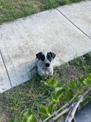 Found/Stray Male Dog last seen New Braunfels, San Antonio, TX 78210