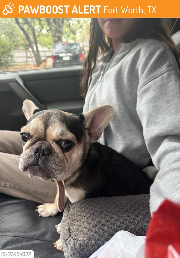 Found/Stray Female Dog last seen Wichita st, Fort Worth, TX 76119