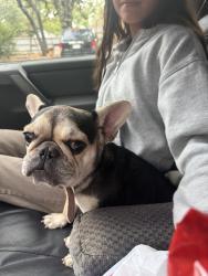 Found/Stray Female Dog last seen Wichita st, Fort Worth, TX 76119