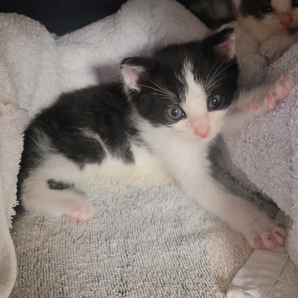 Shelter Stray Male Cat last seen found in backyard, HAYWARD, CA, 94544, 8323 Baldwin St, Oakland, CA 94621, USA