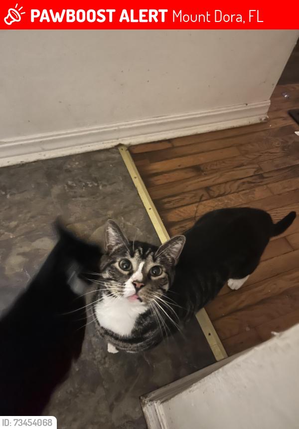 Lost Male Cat last seen Clayton street, Mount Dora, FL 32757