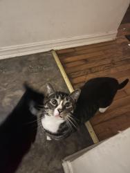 Lost Male Cat last seen Clayton street, Mount Dora, FL 32757