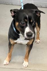 Shelter Stray Male Dog last seen Benjamin Place, STATEN ISLAND, NY, 10303, 3139 Veterans Rd W, Staten Island, NY 10309, USA