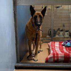 Shelter Stray Male Dog last seen 40th Street, San Diego, CA, 92113, 5500 Gaines St, San Diego, CA 92110, USA