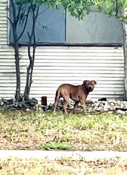 Found/Stray Unknown Dog last seen New Braunfels/ nopal, San Antonio, TX 78210