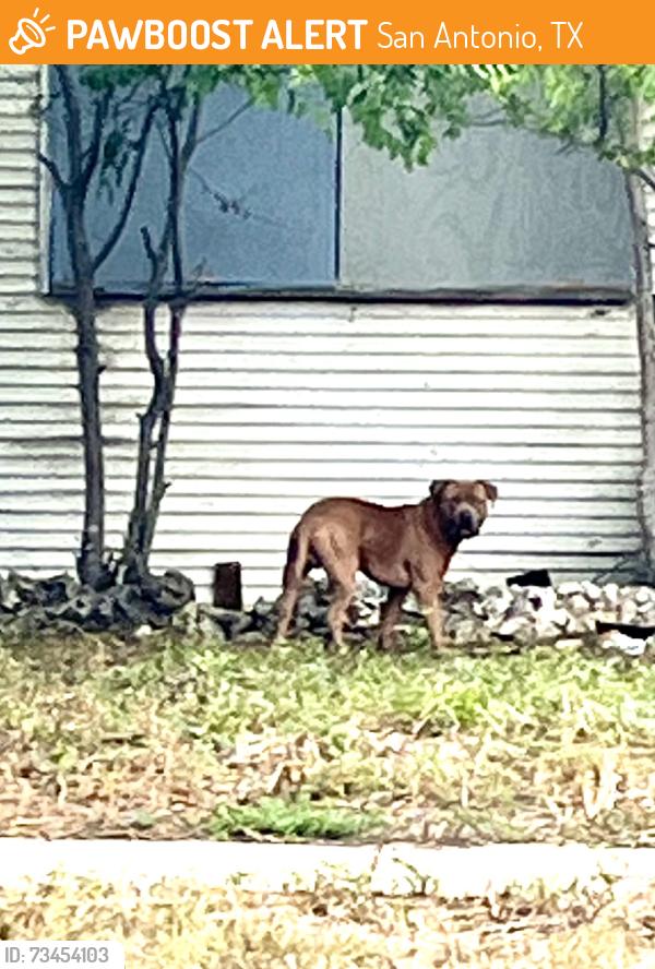Found/Stray Unknown Dog last seen New Braunfels/ nopal, San Antonio, TX 78210