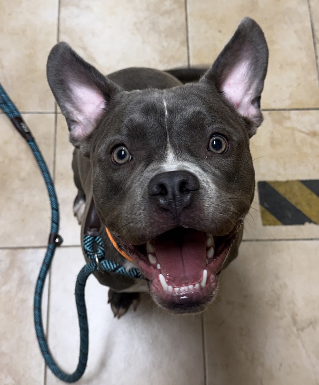 Shelter Stray Male Dog last seen 201st / Eastman Parkway, GRESHAM, OR, 97030, 1700 W Historic Columbia River Hwy, Troutdale, OR 97060, USA