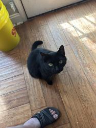 Lost Male Cat last seen Holly Place neighborhood, Holly Springs, GA 30115