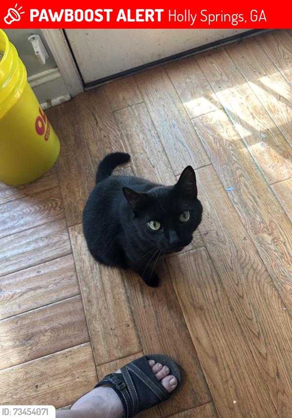 Lost Male Cat last seen Holly Place neighborhood, Holly Springs, GA 30115