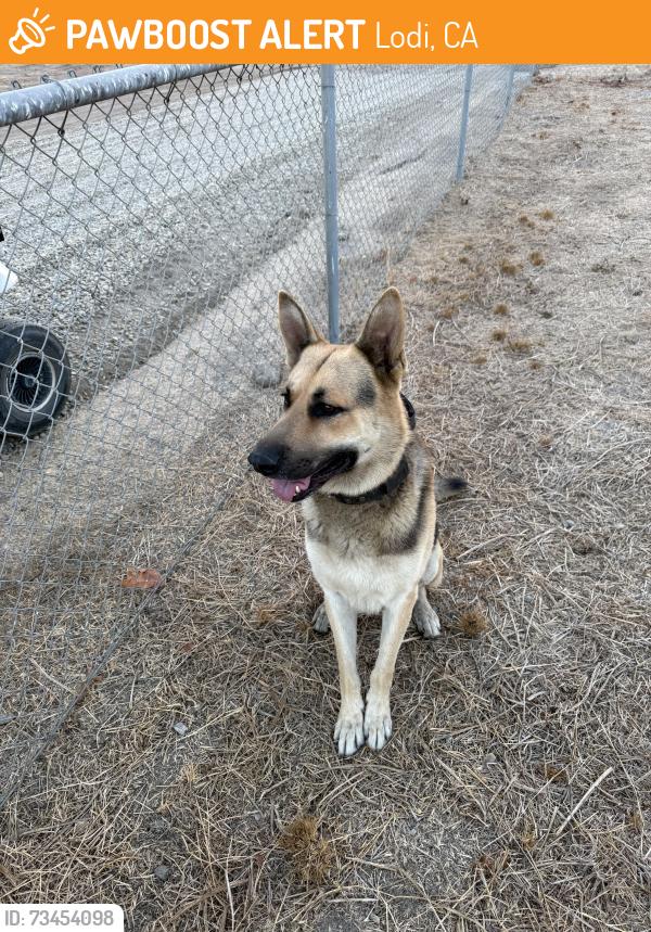 Found/Stray Male Dog last seen Turner, Lodi, CA 95242