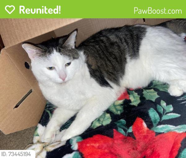 Reunited Male Cat last seen My hse, Cedar Lake, IN 46303