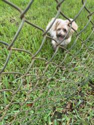 Found/Stray Male Dog last seen Near Ave 14 ct NE, Pembroke Pines, FL 33026