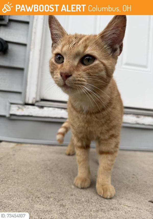 Found/Stray Male Cat last seen A 22nd/Whitter, Columbus, OH 43205