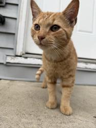 Found/Stray Male Cat last seen A 22nd/Whitter, Columbus, OH 43205