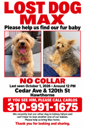 Lost Male Dog last seen 120th, Hawthorne, CA 90250