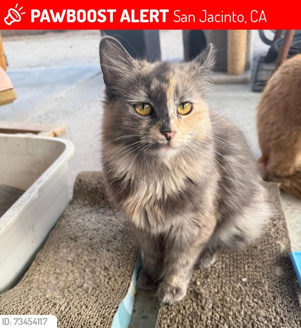 Lost Female Cat last seen Mistletoe and 2nd Street, San Jacinto, CA 92583