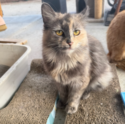 Lost Female Cat last seen Mistletoe and 2nd Street, San Jacinto, CA 92583