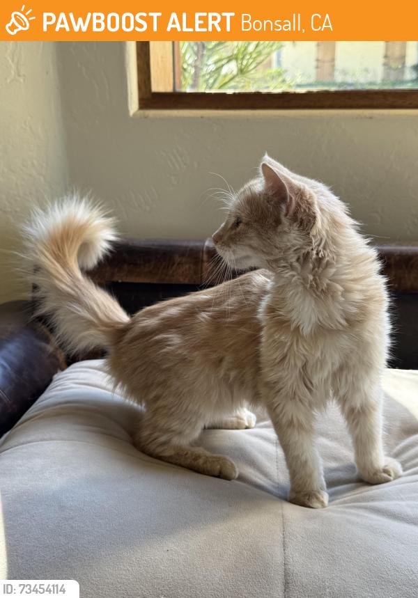 Found/Stray Unknown Cat last seen Saratoga ests Entrance, Bonsall, CA 92003