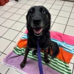 Shelter Stray Female Dog last seen , 3607 N Armenia Ave, Tampa, FL 33607, USA