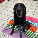 Shelter Stray Female Dog last seen , 3607 N Armenia Ave, Tampa, FL 33607, USA