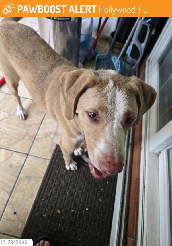 Found/Stray Male Dog last seen McArthur High School, Hollywood, FL 33020