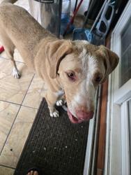 Found/Stray Male Dog last seen McArthur High School, Hollywood, FL 33020
