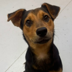 Shelter Stray Male Dog last seen , 3607 N Armenia Ave, Tampa, FL 33607, USA
