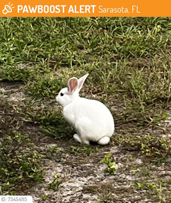 Found/Stray Unknown Rabbit last seen Seville Ln Sarasota, Sarasota, FL 34235