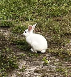 Found/Stray Unknown Rabbit last seen Seville Ln Sarasota, Sarasota, FL 34235