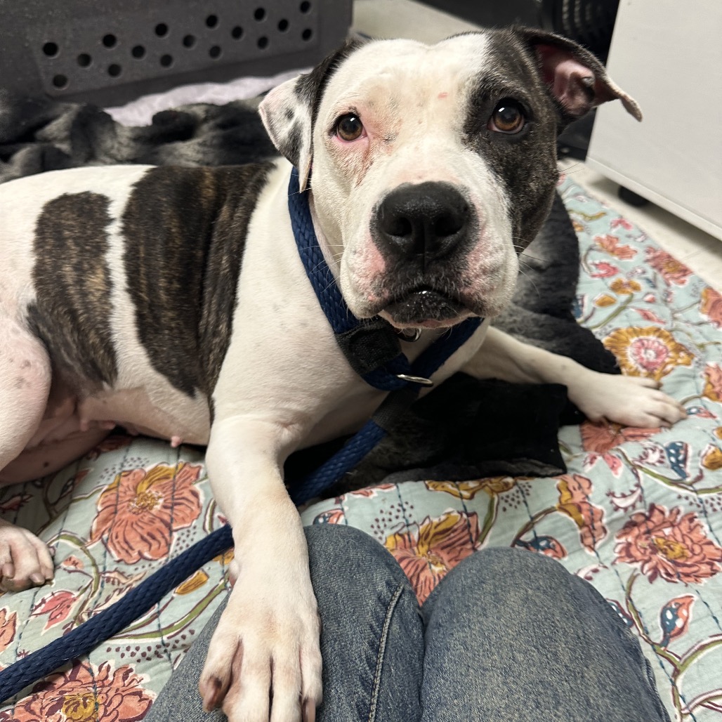 Shelter Stray Female Dog last seen , Animal Care & Control Team of Philly, 111 W Hunting Park Ave, Philadelphia, PA 19140, USA