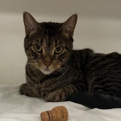 Shelter Stray Male Cat last seen , Animal Care & Control Team of Philly, 111 W Hunting Park Ave, Philadelphia, PA 19140, USA