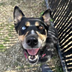 Shelter Stray Female Dog last seen , Animal Care & Control Team of Philly, 111 W Hunting Park Ave, Philadelphia, PA 19140, USA