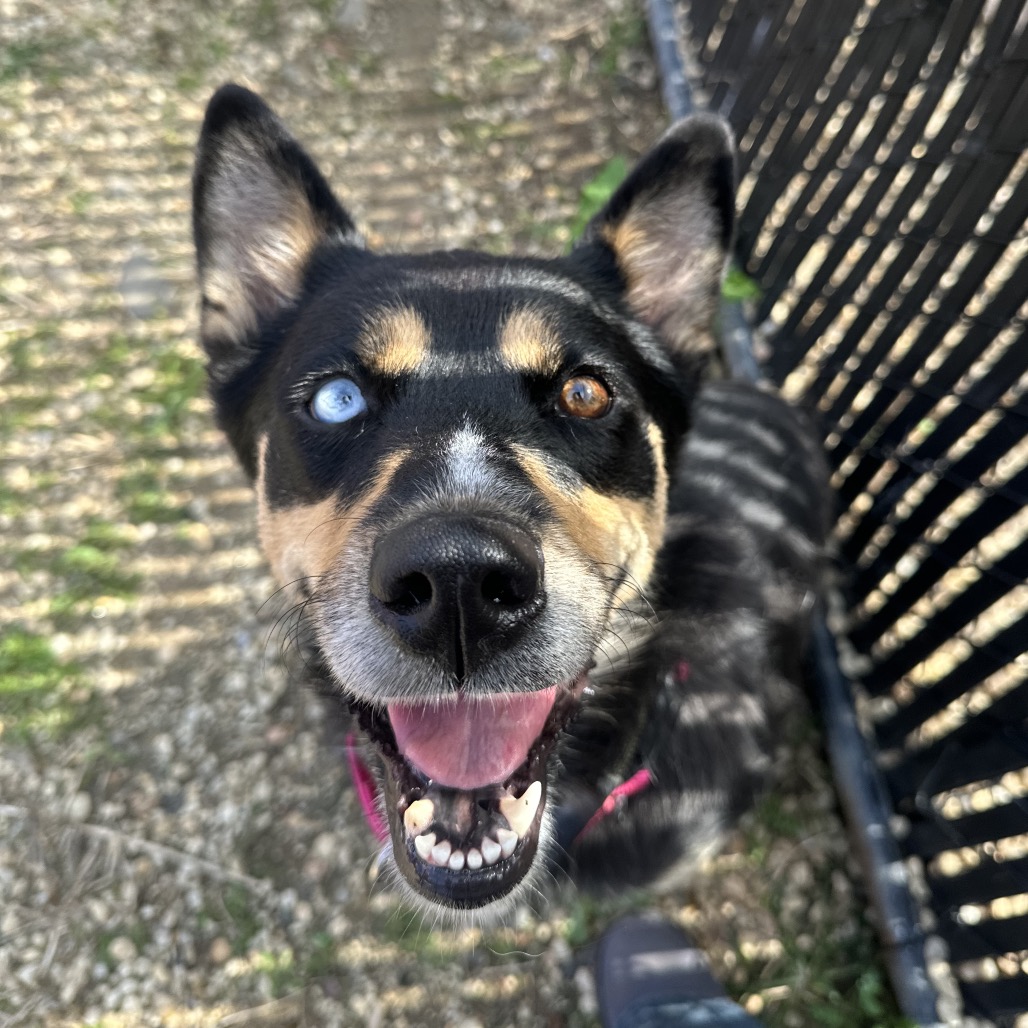 Shelter Stray Female Dog last seen , Animal Care & Control Team of Philly, 111 W Hunting Park Ave, Philadelphia, PA 19140, USA
