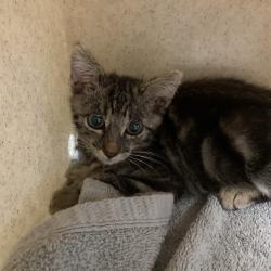 Shelter Stray Male Cat last seen , 361 S Raymond Ave, Pasadena, CA 91105, USA