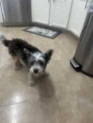 Reunited Female Dog last seen Northgate Crossing Elementary, Spring, TX 77373