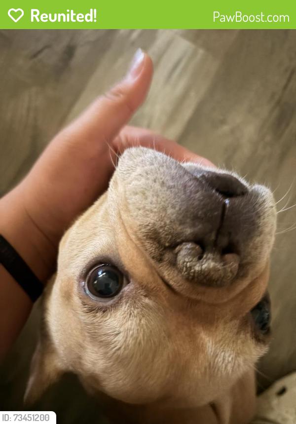 Reunited Male Dog last seen Spruce & Linden, West Sacramento, CA 95691