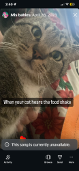 Lost Male Cat last seen Navajo, and central, Apple Valley, CA 92308
