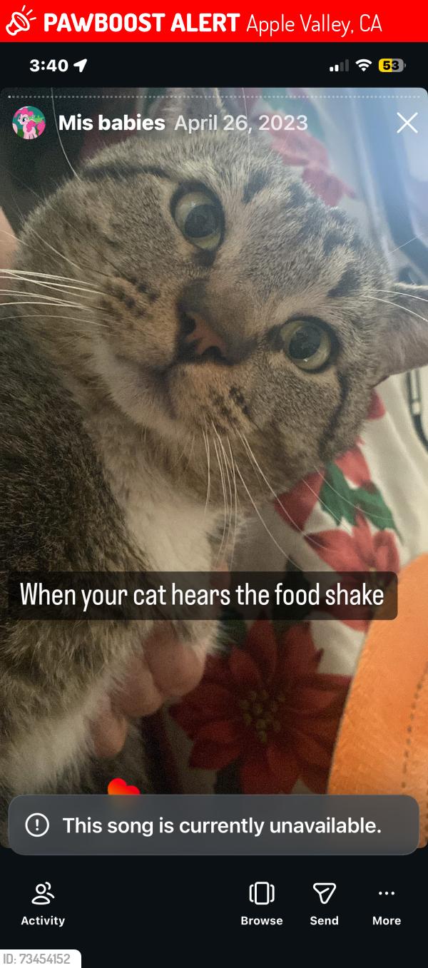 Lost Male Cat last seen Navajo, and central, Apple Valley, CA 92308