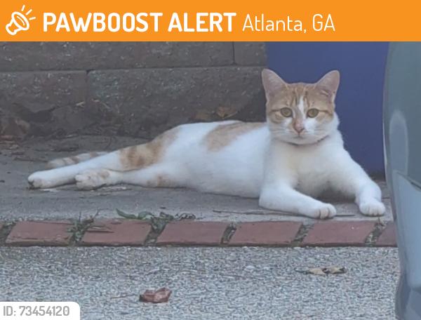 Found/Stray Unknown Cat last seen North druid hills and Fairway Circle, Atlanta, GA 30319