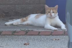 Found/Stray Unknown Cat last seen North druid hills and Fairway Circle, Atlanta, GA 30319